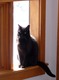 Gandalf in the window