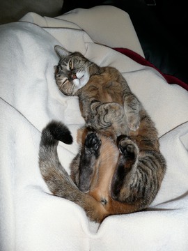TC sleeping