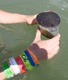 Live Sand Dollar with Ross's bracelets