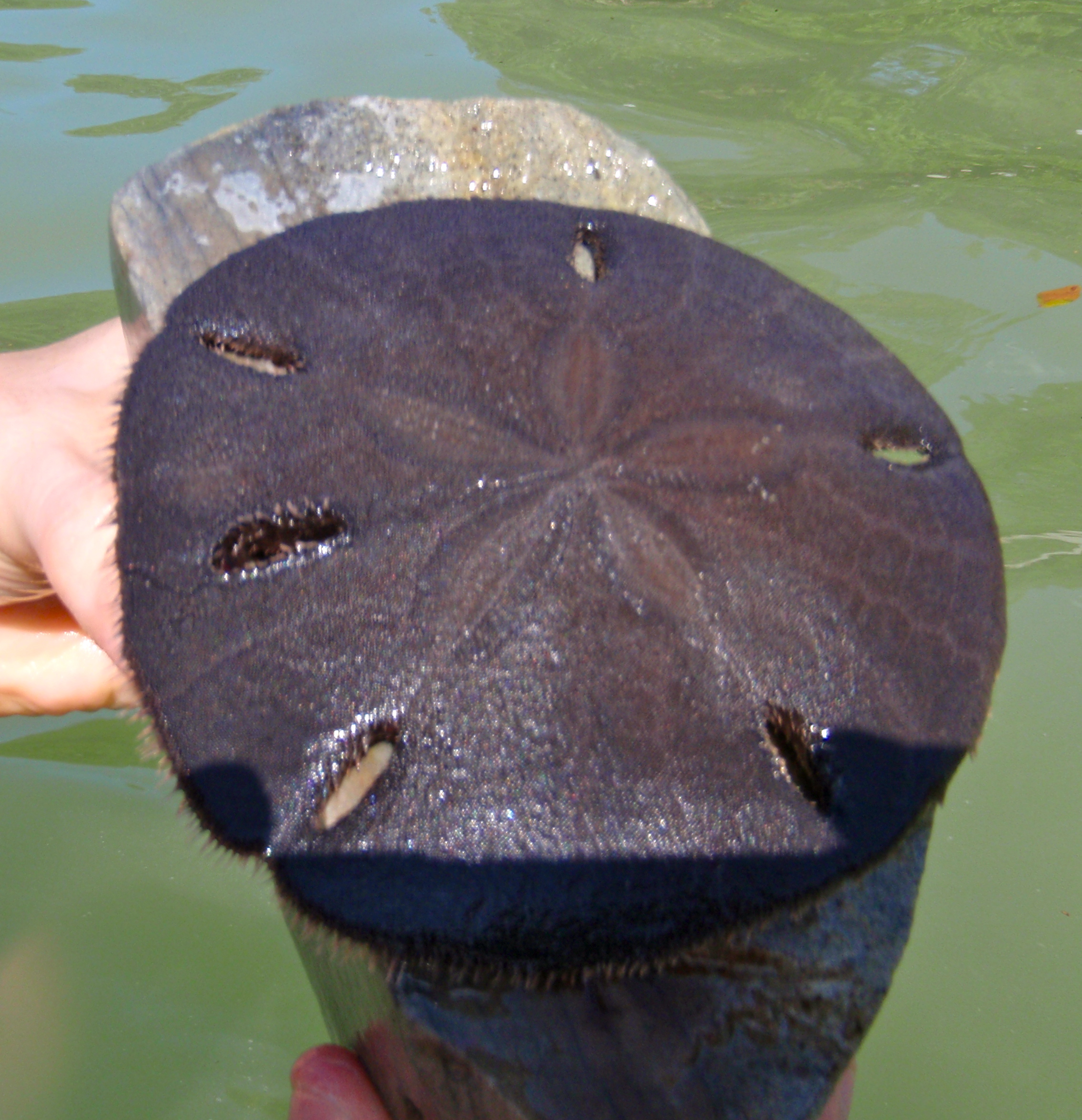 Sand dollar