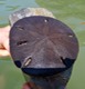 Sand dollar
