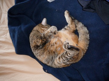 TC trying to sleep