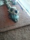 Jaguar skull