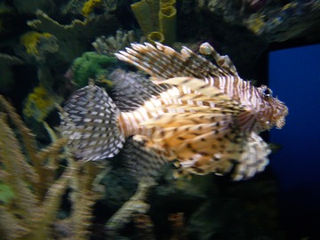 Lion fish