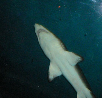 Tiger nurse shark
