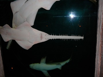 Sawfish & shark