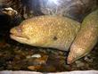 Two moray eels in the tank at the Santa Monica Pier aquarium