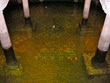 Sunken chapel with fish in Church of San Francesco