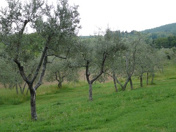 Il Trebbiolo olive grove