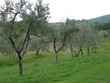 Il Trebbiolo olive grove