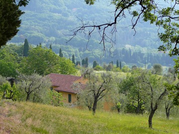 Il Trebbiolo olive grove