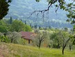 Il Trebbiolo olive grove
