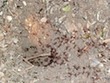Leaf-cutter Ants