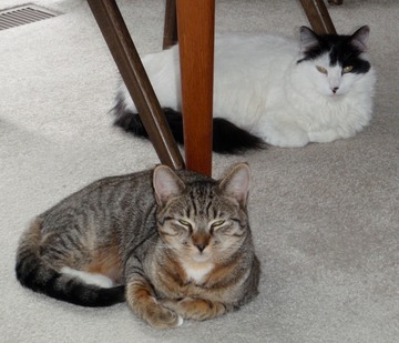 Inscrutable Kitties