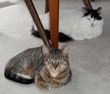 Inscrutable Kitties