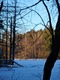 Trees across the pond