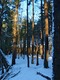 Light in the trees