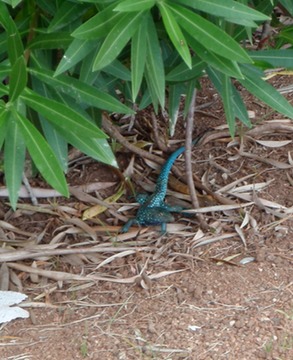 Blue iguana