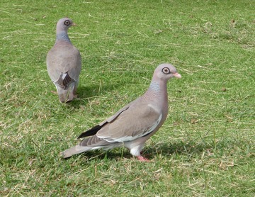 Bare-eyed pigeons