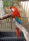 Red parrot at Divi