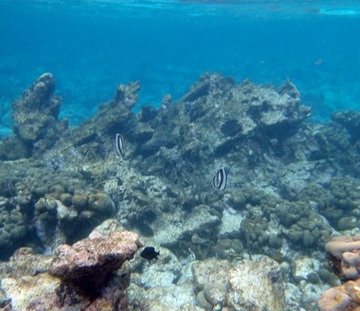 Banded butterflyfish