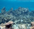 Banded butterflyfish