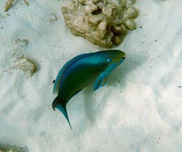 Parrotfish
