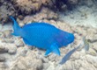 Blue parrotfish