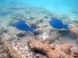 Blue parrotfish