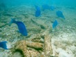 Blue parrotfish