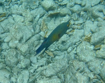 Wrasse or hogfish