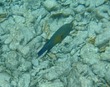 Wrasse or hogfish