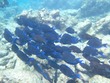 Blue tangs