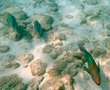 Parrotfish