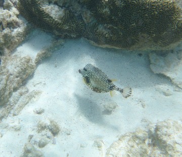 Smooth trunkfish