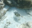 Smooth trunkfish