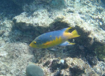 Spanish hogfish