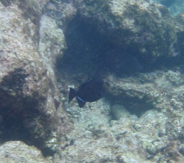 Black durgon