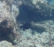 Black durgon