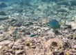 4-eye butterflyfish, bluehead wrasse, parrtofish