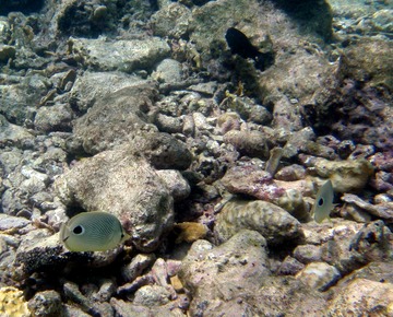 4-eye butterflyfish