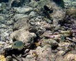 4-eye butterflyfish