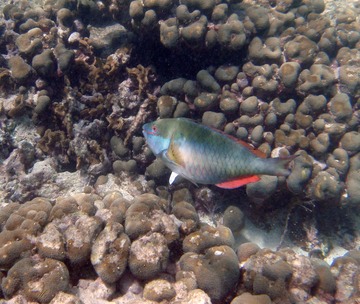 Redband parrotfish