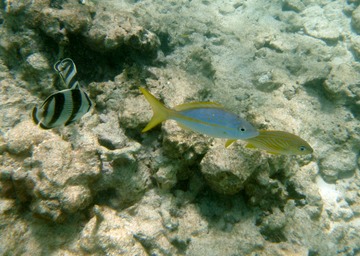 Banded butterflyfish, yellowtail snapper, french grunt