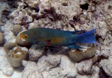 Wrasse or hogfish