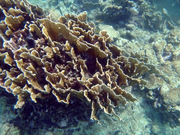 Coral