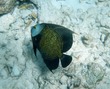 French angelfish
