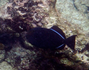 Black durgon