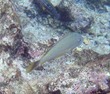Bluestriped grunt