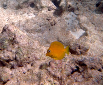 Juvenile blue (!) tang